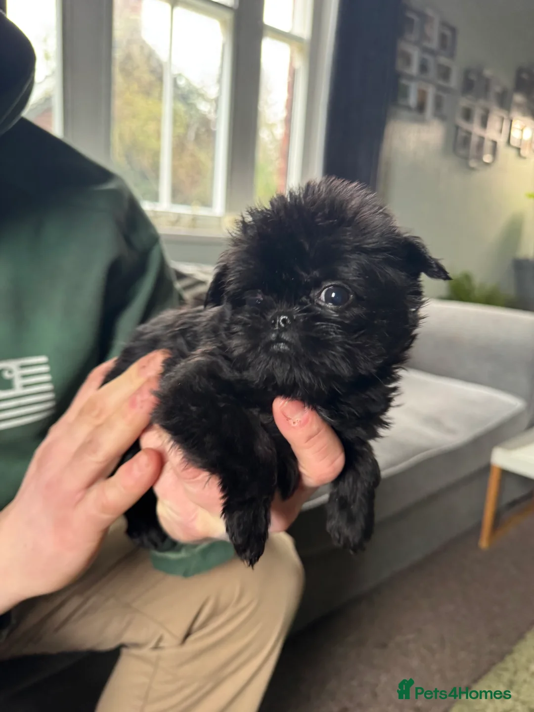 Griffon Bruxellois dogs for sale: Beautiful Rough coated Brussels Griffons  - Advert 3