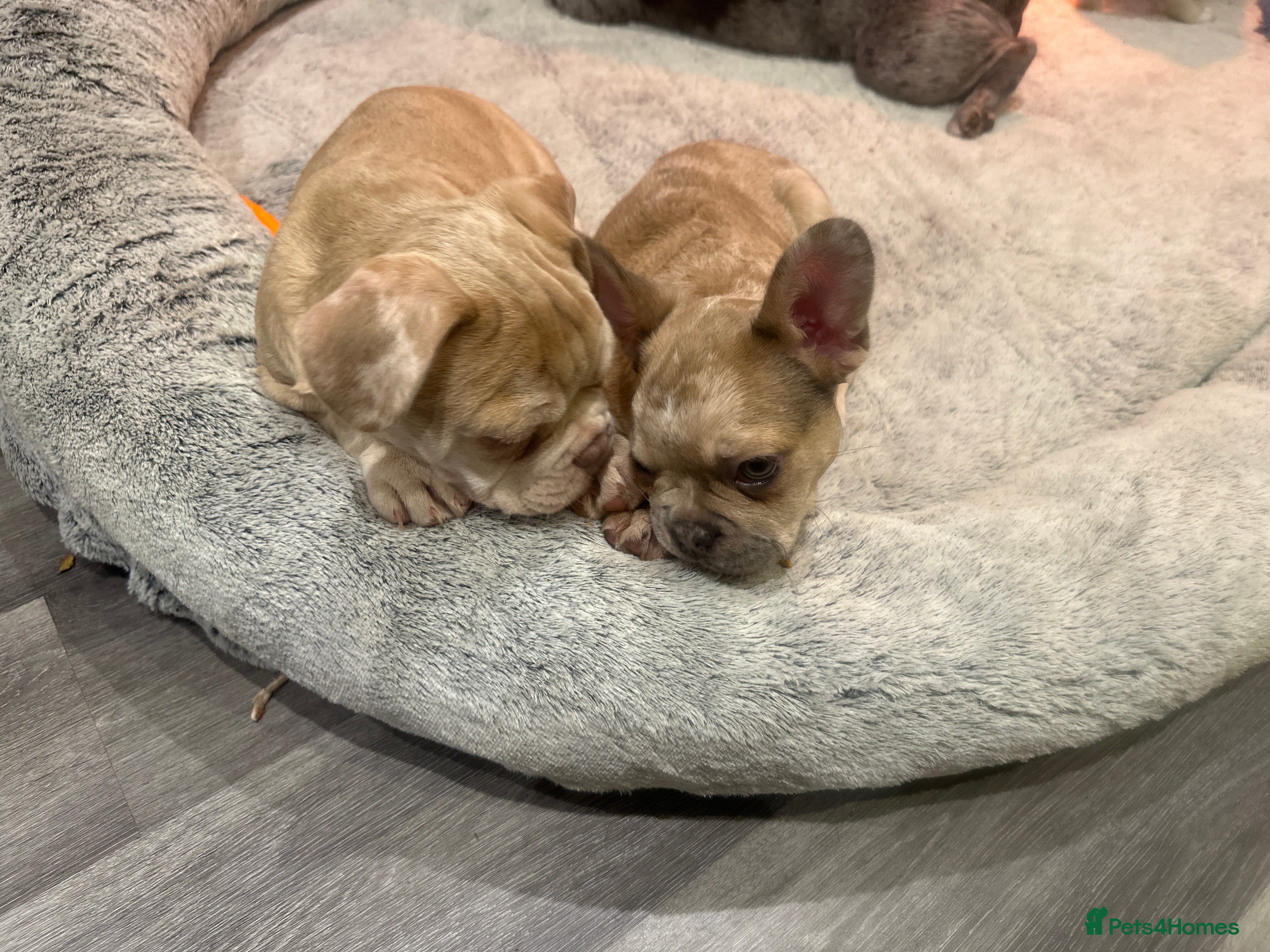 French Bulldog dogs French bulldog - Advert 1