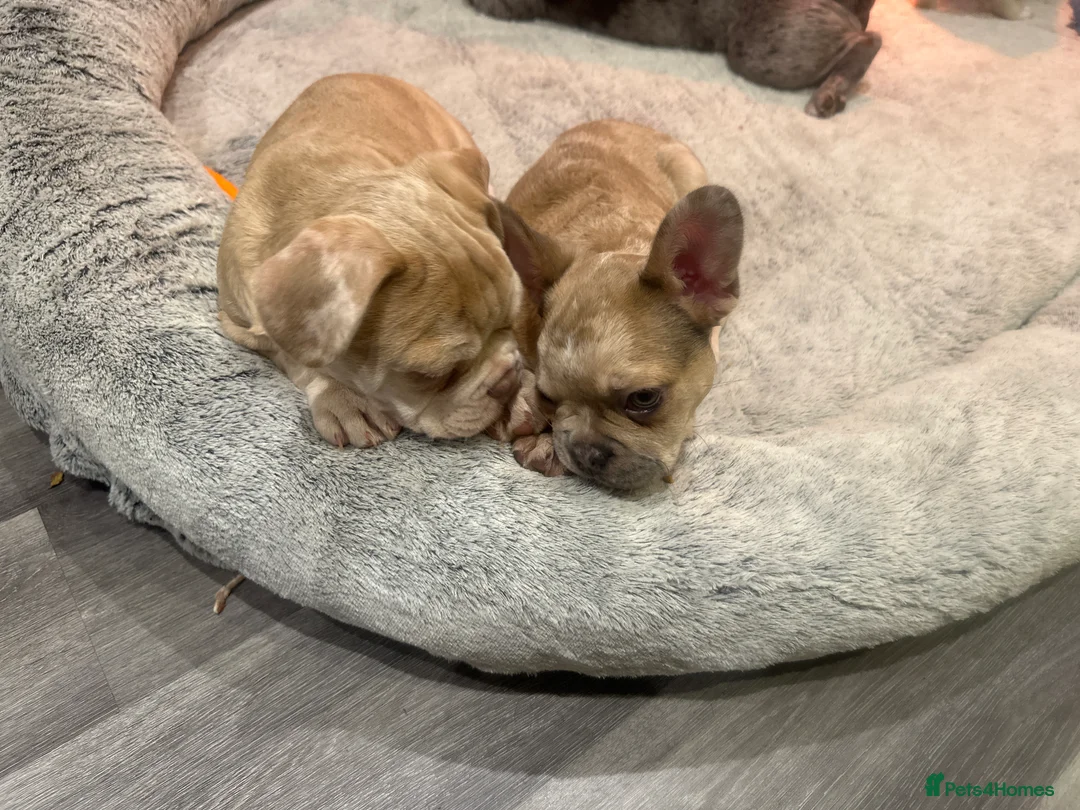 French Bulldog dogs for sale: French bulldog in Havant - Advert 1