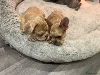 French Bulldog dogs French bulldog - Advert 1