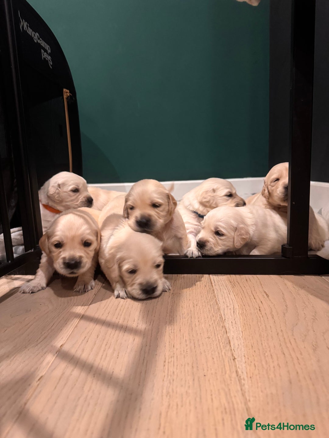 Golden Retriever dogs for sale: Champion line-KC Reg. Golden Retriever Puppies💖💙 - Advert 2
