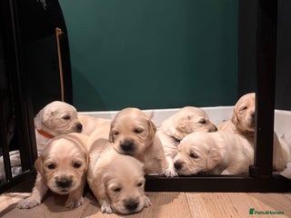 Golden Retriever dogs Champion line-KC Reg. Golden Retriever Puppies💖💙 - Advert 6