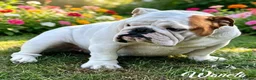 English Bulldog dogs for sale: STUNNING LITTER OF 6 BULLDOGS - Advert 2