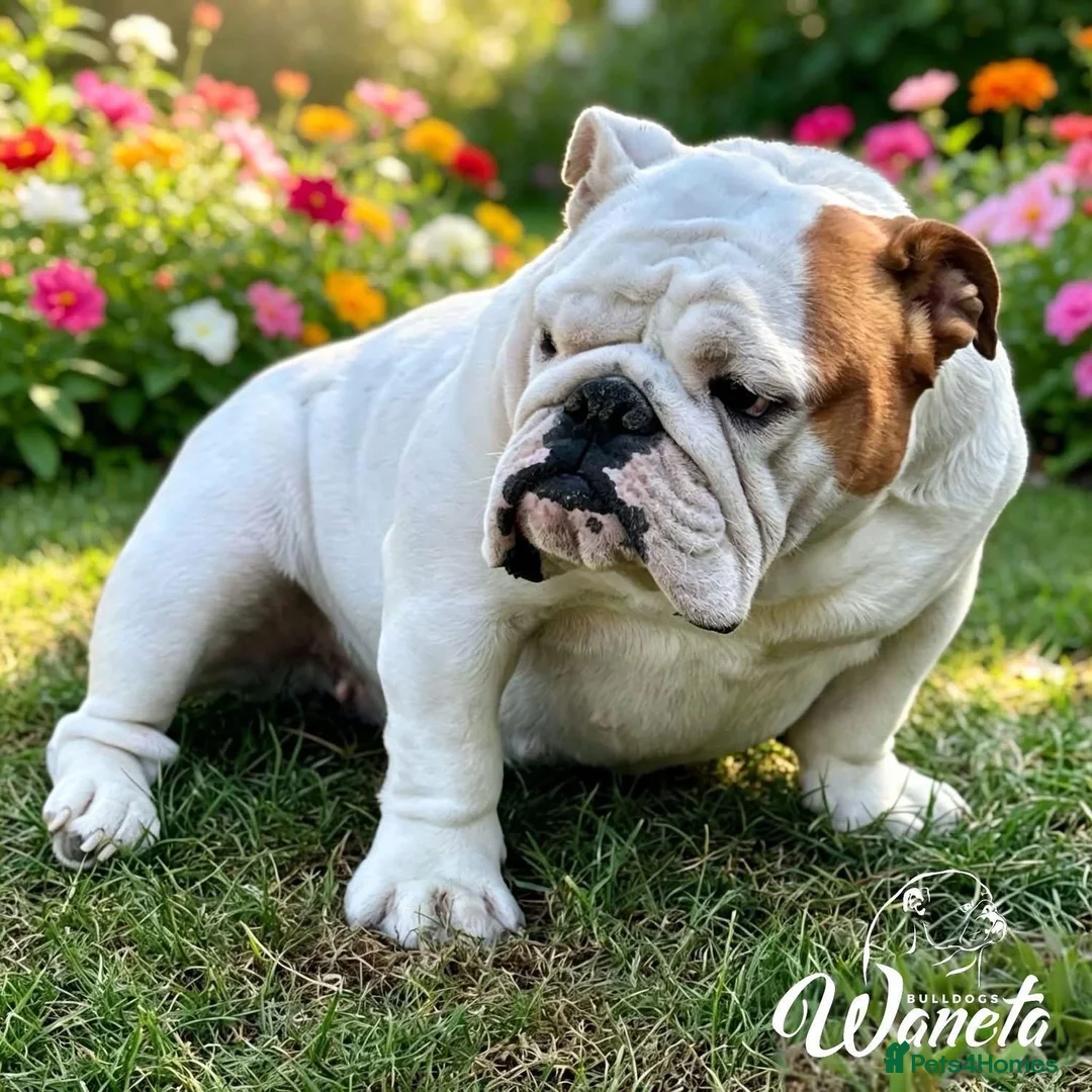 English Bulldog dogs for sale: STUNNING LITTER OF 6 BULLDOGS - Advert 2