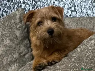 Norfolk Terrier dogs Kc Norfolk bitch - Advert 1