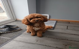 Cavapoo dogs for stud: Bertie the proven cavapoo stud  - Image 6