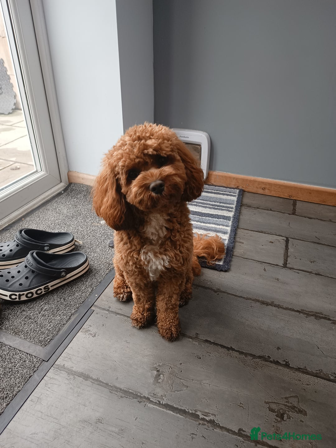 Cavapoo dogs for stud: Bertie the proven cavapoo stud  - Image 6