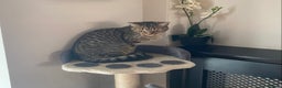 British Shorthair cats for sale: Tabby female kitten - Advert 2