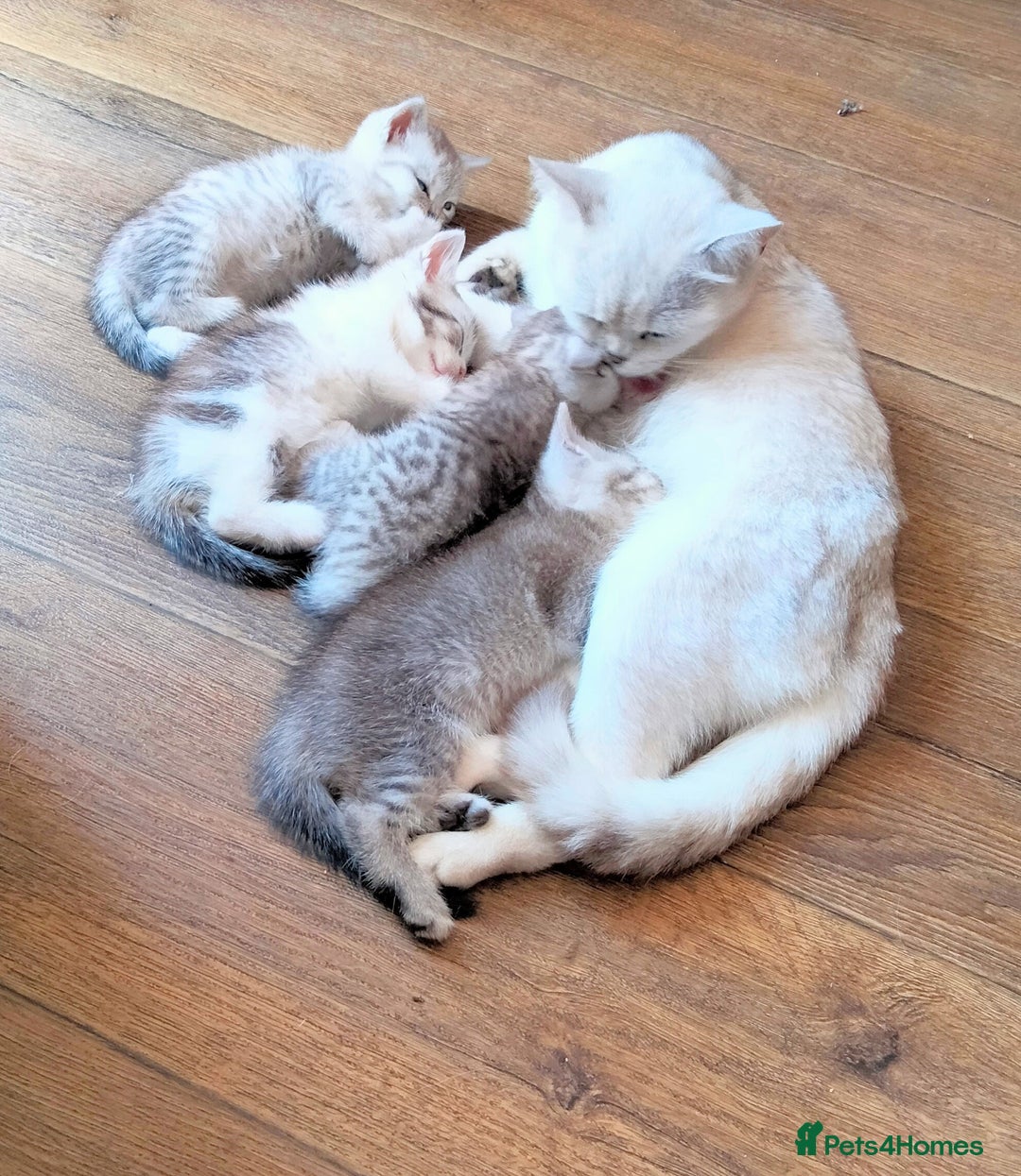 British Shorthair cats for sale: Now Ready to leave! Cute Little British Shorthair - Image 17