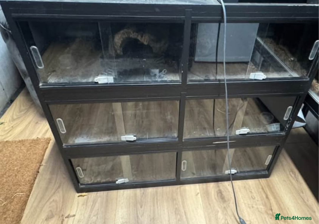 Mixed Breed reptiles for sale: 6 in 1 Viv  - Advert 2