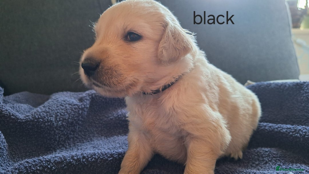Golden Retriever dogs for sale: Golden Retriever pups - Image 8