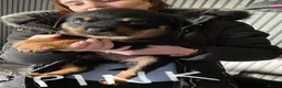 Rottweiler dogs for sale: Rottweiler puppies - Advert 20