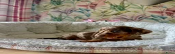 Miniature Dachshund dogs for sale: Miniature short hair dachshund  - Advert 3