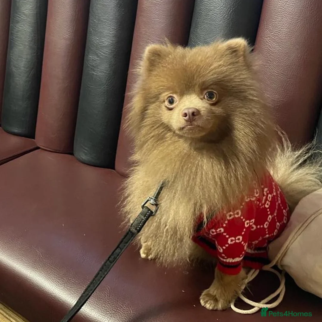 Pomeranian dogs for stud: Kai Kai lilac boy 💜  ( STUD ONLY ) (PROVEN)  in Liverpool - Advert 14