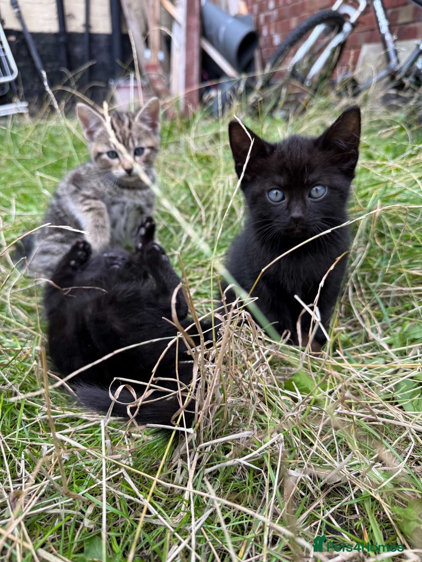 Mixed Breed cats kittens 3 tabby 3 black  - Advert 2