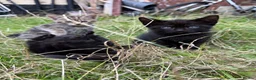 Mixed Breed cats for sale: Gorgeous kittens - Advert 3