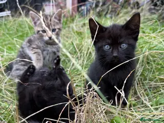 Mixed Breed cats kittens 3 tabby 3 black - Advert 2