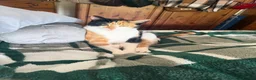 Mixed Breed cats for sale: Calico female 1 year Old in Stanley - Advert 11