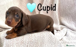 Miniature Dachshund dogs for sale: 8 MINIATURE DACHSHUNDS - Advert 10