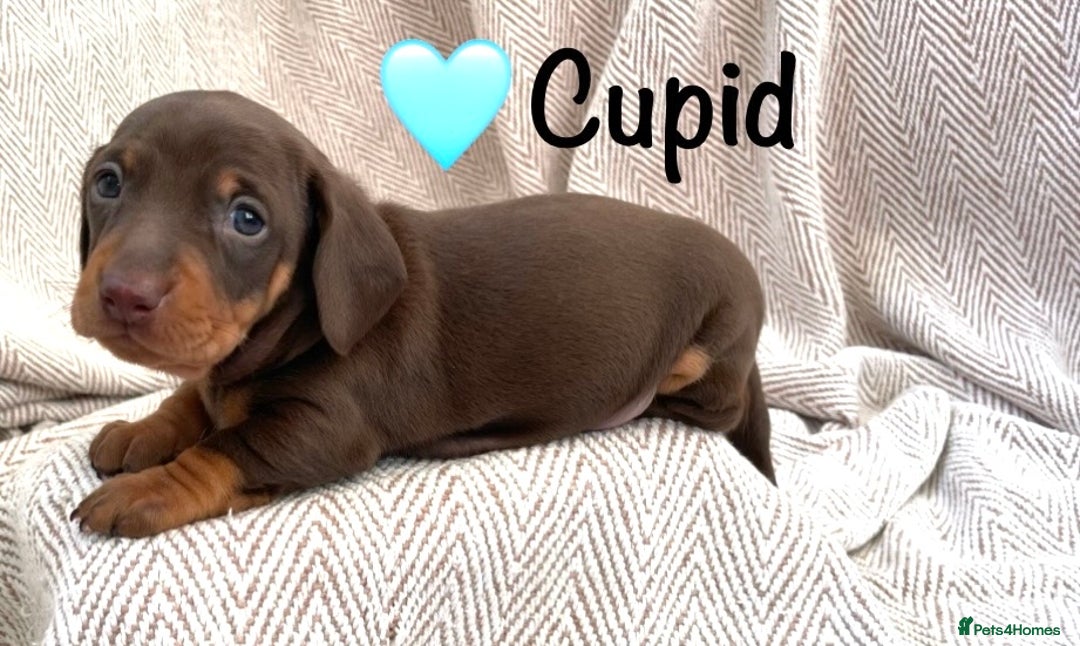 Miniature Dachshund dogs for sale: 8 MINIATURE DACHSHUNDS - Advert 10