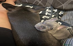 French Bulldog dogs for sale: Beautiful frenchbulldog puppies  - Image 6
