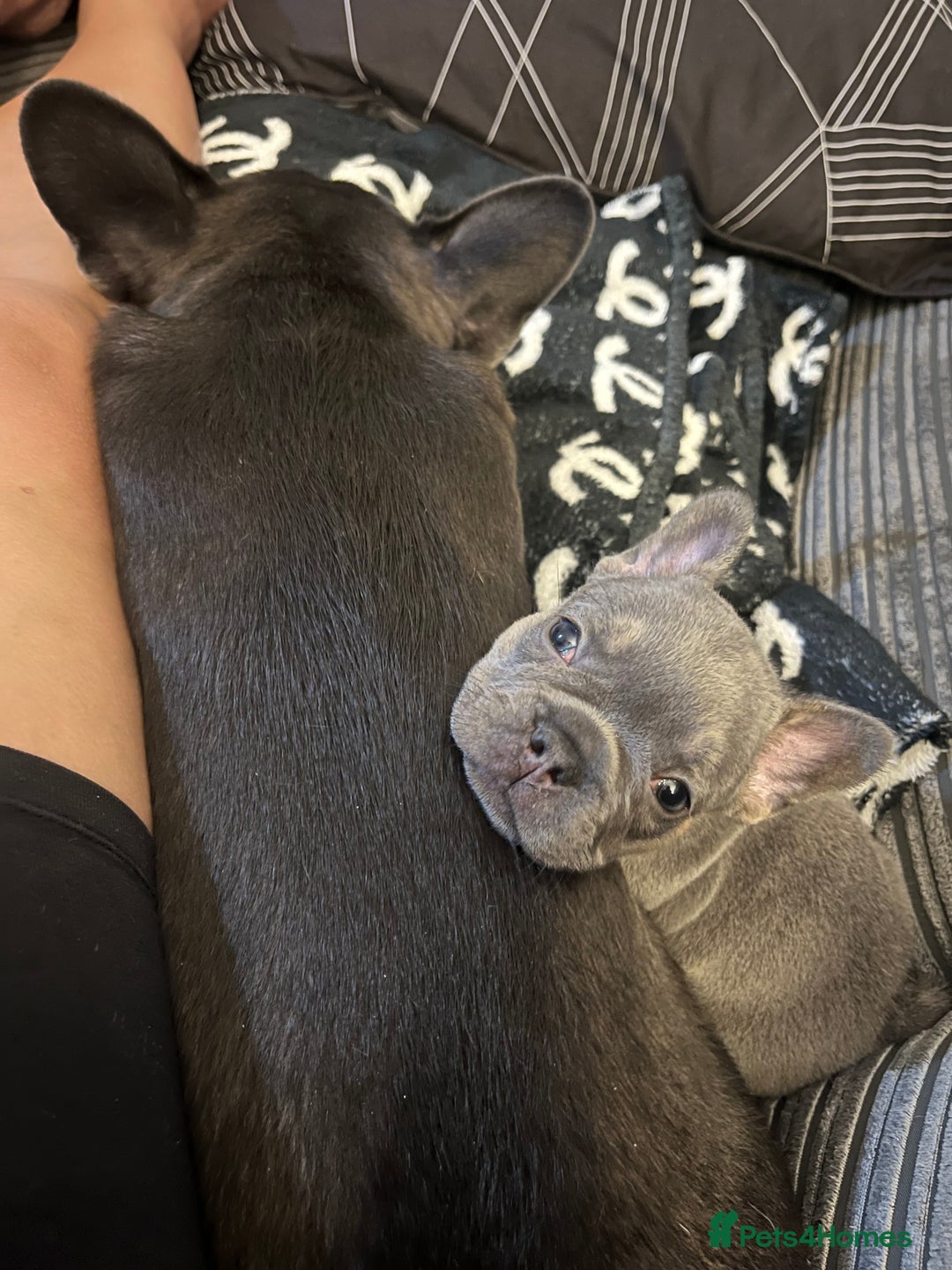 French Bulldog dogs for sale: Beautiful frenchbulldog puppies  - Image 6