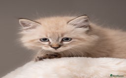 Siberian cats for sale: Beautiful 3 siberian kittens/ boys - Image 2