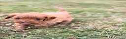 Cavapoo dogs for sale: Beautiful Cavapoo Litter of five for sale.  - Advert 4