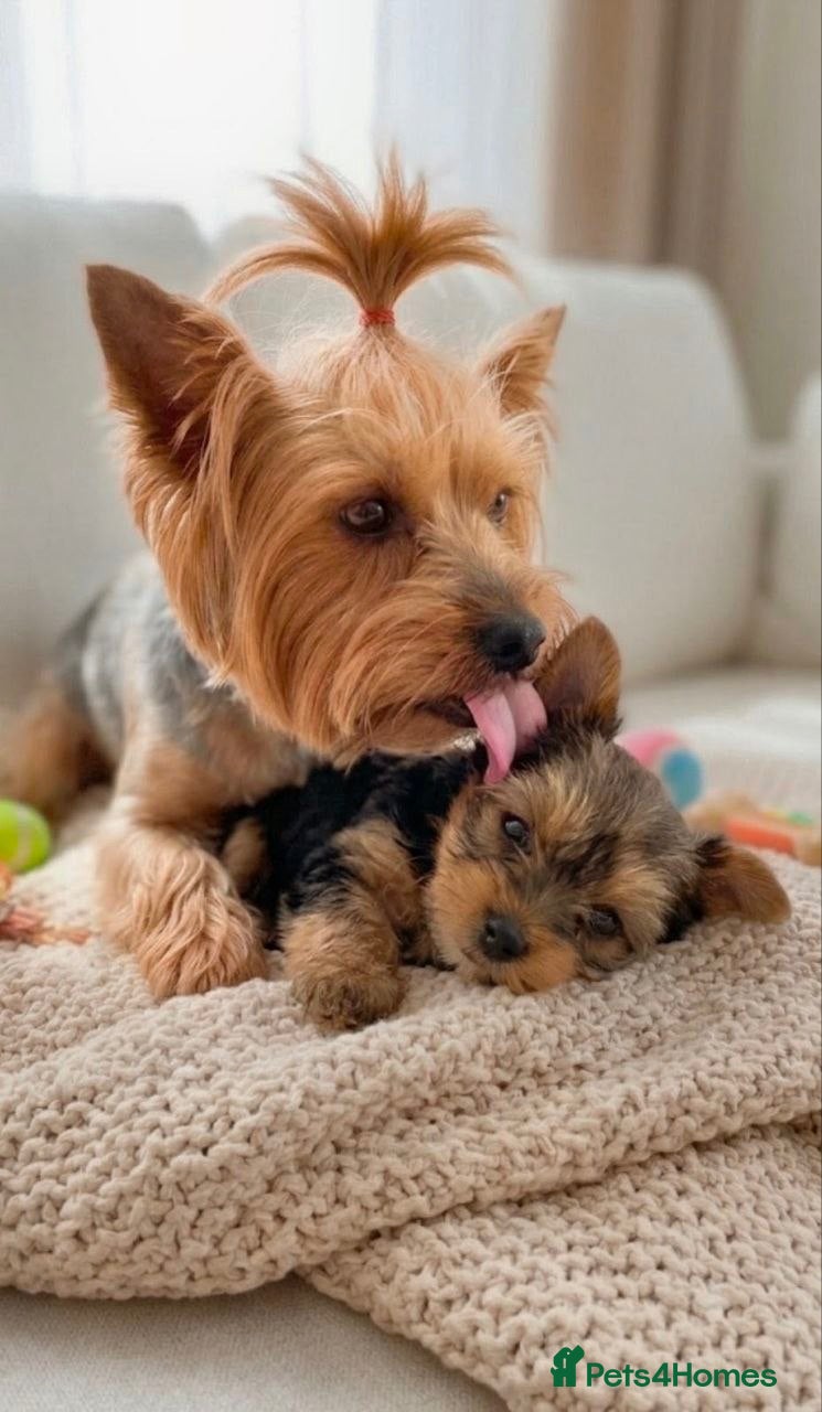 Yorkshire Terrier dogs Yorkshire Terrier Female Puppy - Advert 1