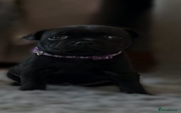 Staffordshire Bull Terrier dogs for sale: Paws Above The Rest  - Image 36