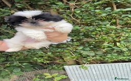 Shih Tzu dogs for sale: Shih tzu pups for sale  - Image 3