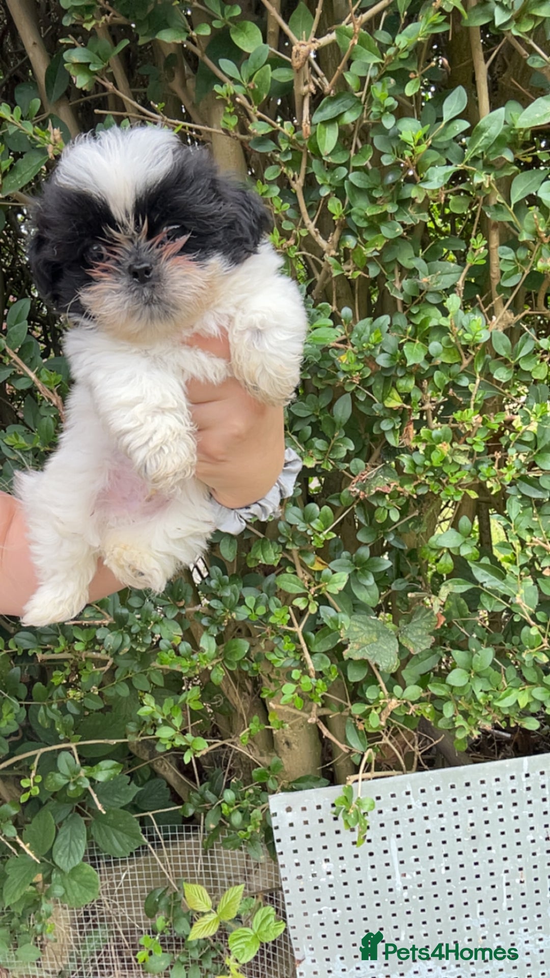 Shih Tzu dogs for sale: Shih tzu pups for sale  - Image 3