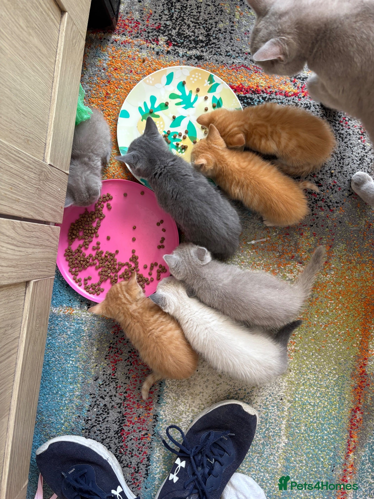 Mixed Breed cats Half bengal half BSH litter  - Advert 1