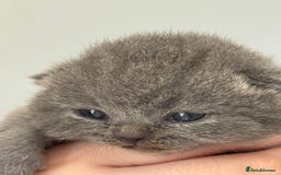British Shorthair cats for sale: Beautiful BSH Boy for sale - Image 7
