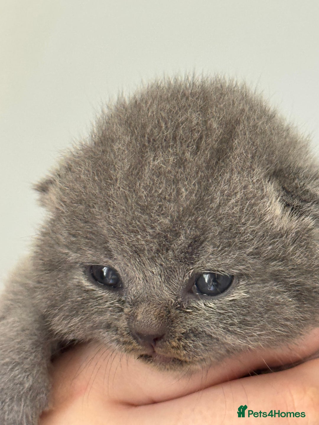 British Shorthair cats for sale: Beautiful BSH Boy for sale - Image 7