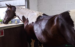 Irish Sports horses for sale: Irish Sports Horse All-Rounder Golden Oldie - Image 6