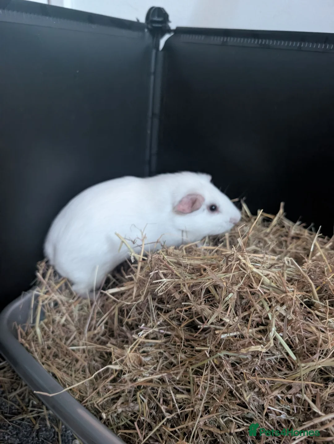 Guinea Pig rodents for sale: 3 males giuena pigs with full cage set up  - Advert 12