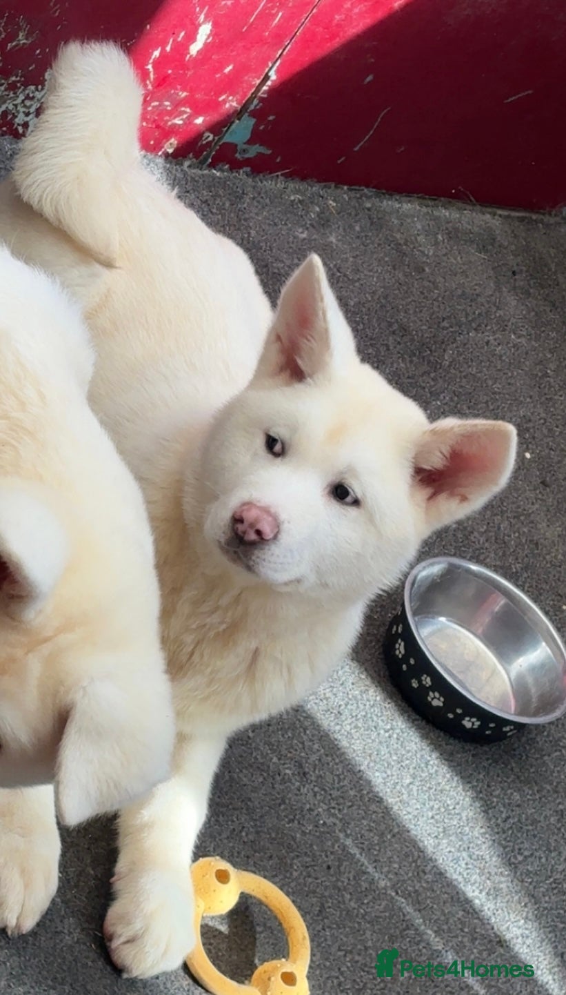 Japanese Akita Inu dogs Japanese Akita Inu - Advert 3