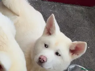 Japanese Akita Inu dogs Japanese Akita Inu - Advert 3