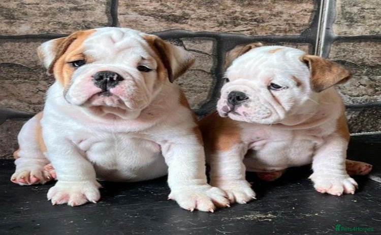 English Bulldog dogs - Advert 2