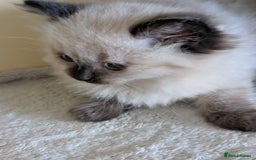 Ragdoll cats for sale:  Ragdoll kitten  - Advert 4