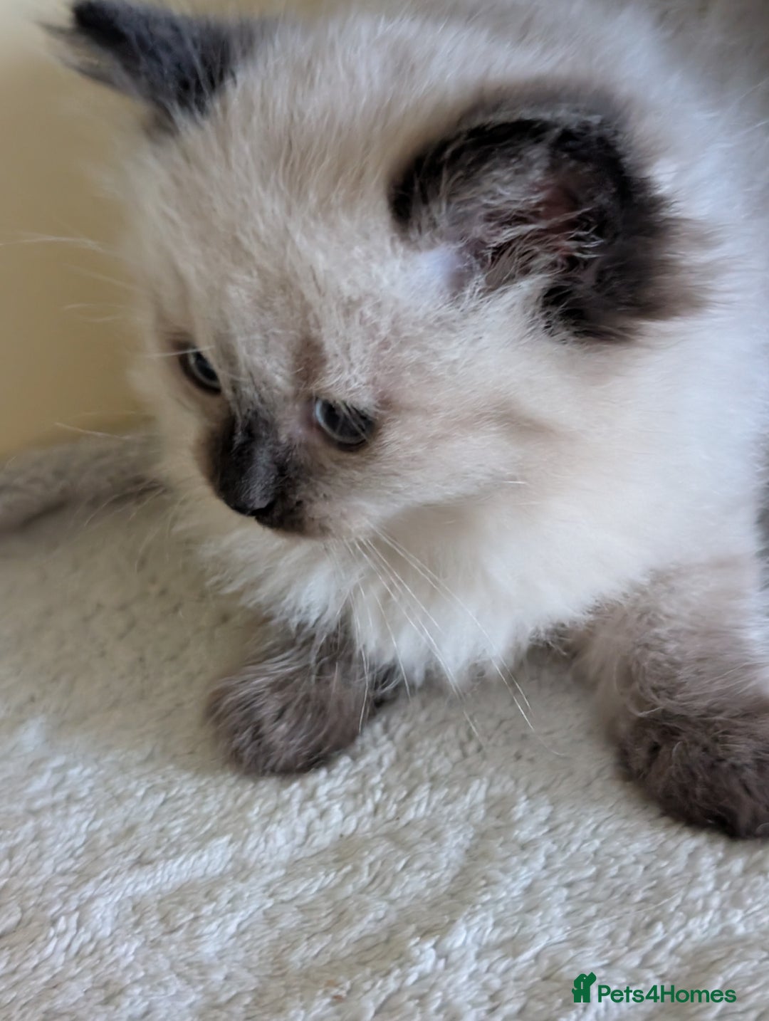 Ragdoll cats for sale:  Ragdoll kitten  - Advert 4