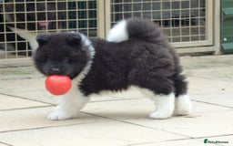 Akita dogs for sale: Quality Akita Babies (& KC Registered) - Image 19