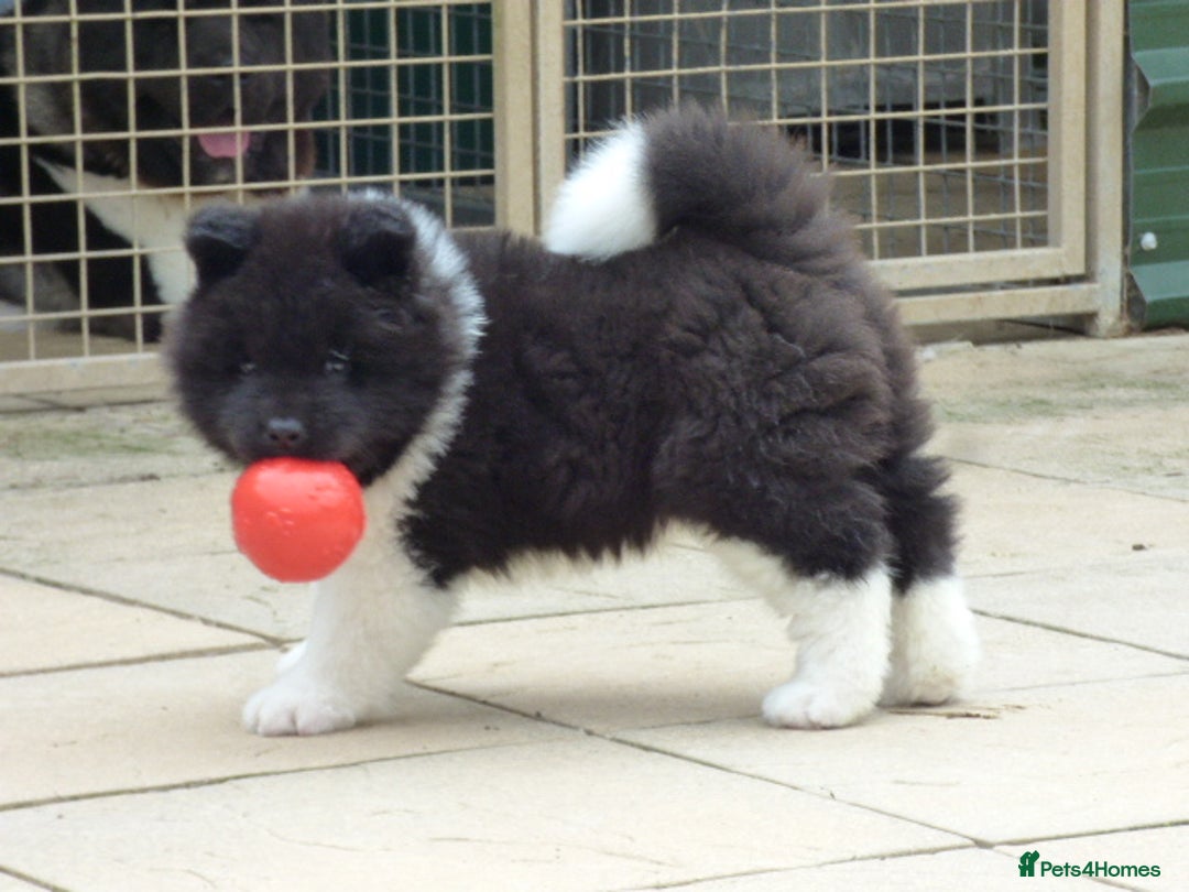 Akita dogs for sale: Quality Akita Babies (& KC Registered) - Image 19
