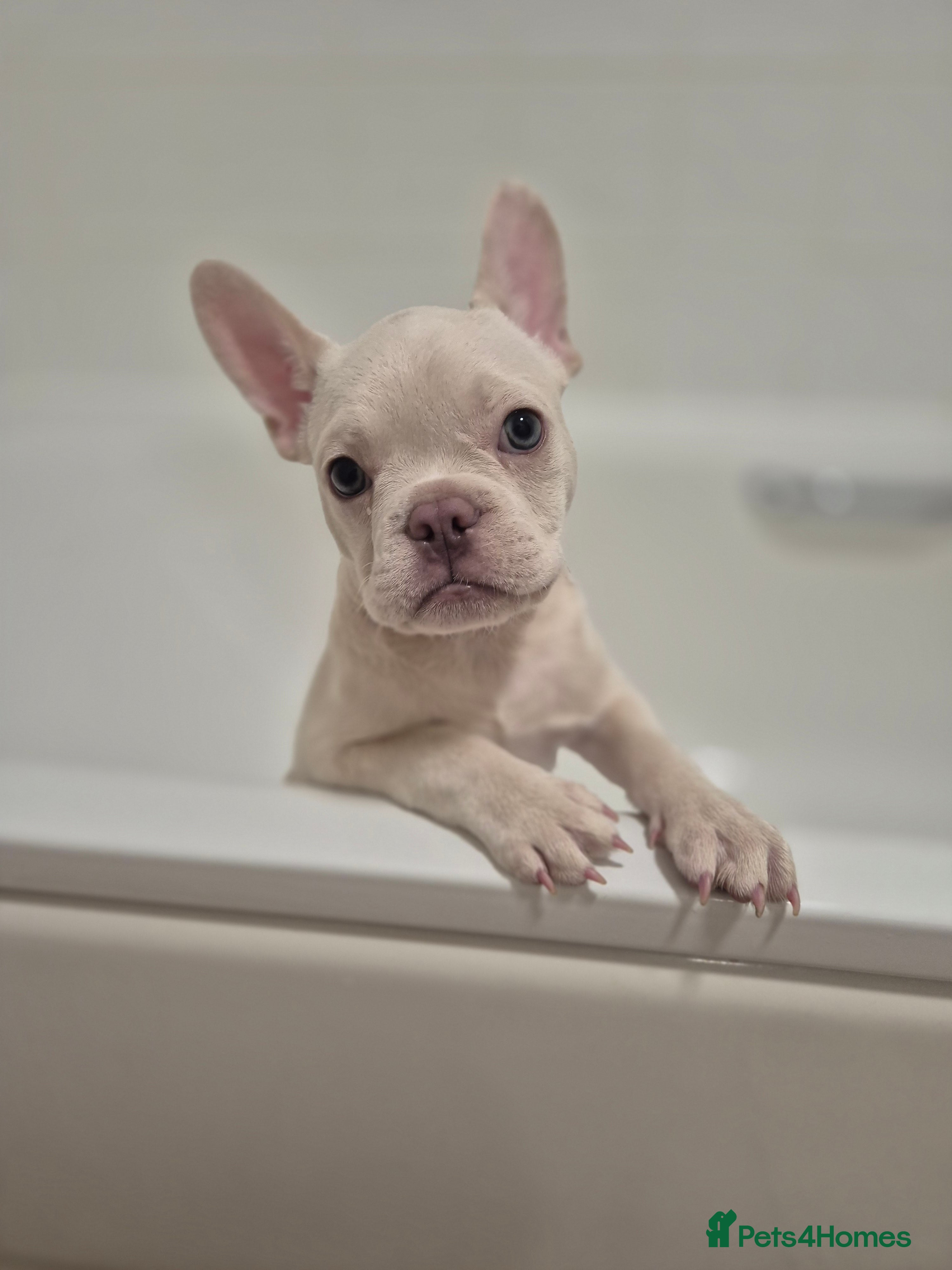 French Bulldog dogs Beautiful platinum girl frenchie! - Advert 2