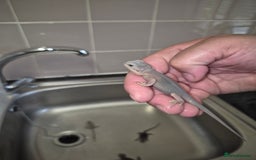 Bearded Dragon reptiles for sale: Baby bearded  dragons  - Image 21