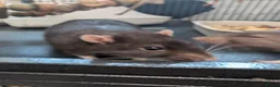 Rat rodents for sale: 4 beautiful male rats for free loving home  - Advert 8
