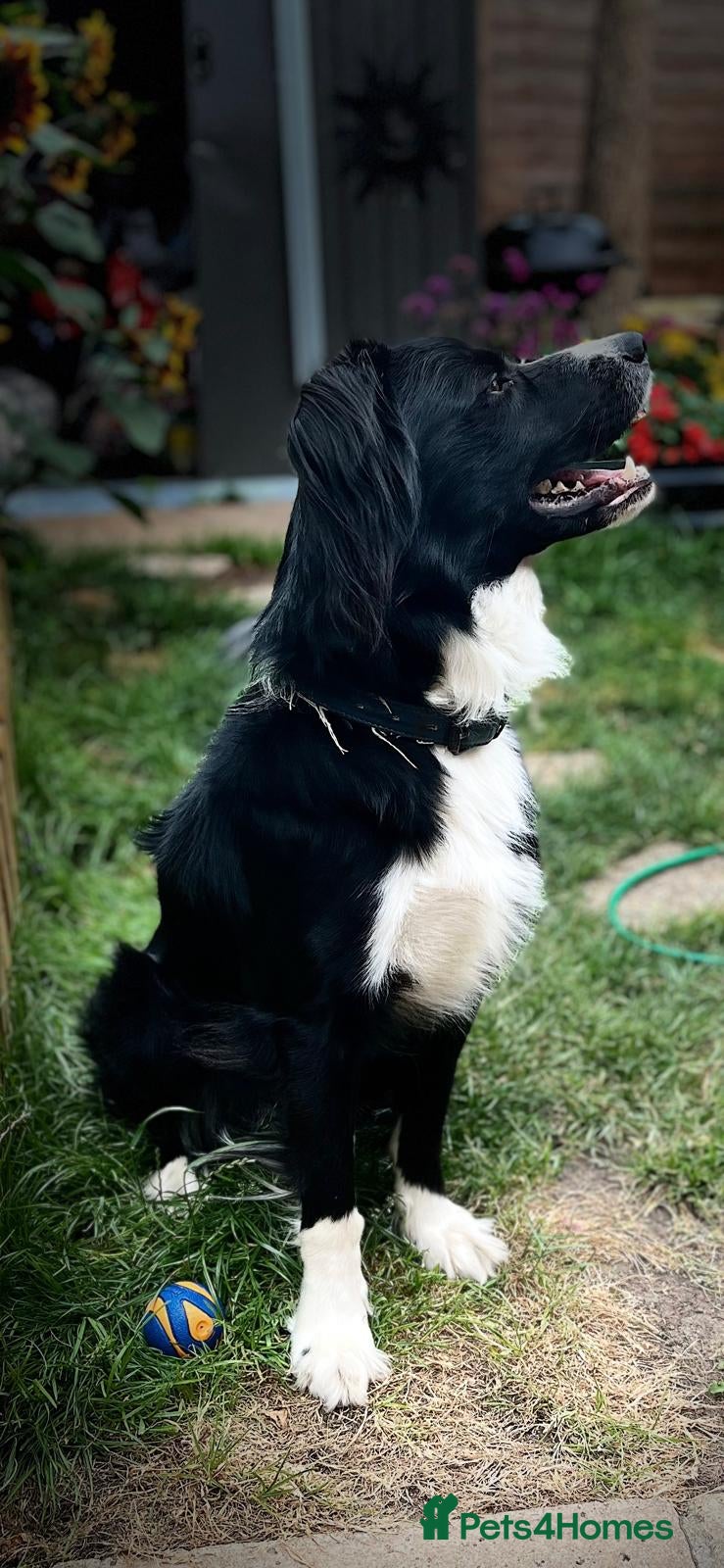 Mixed Breed dogs Dogs rehoming - Advert 1