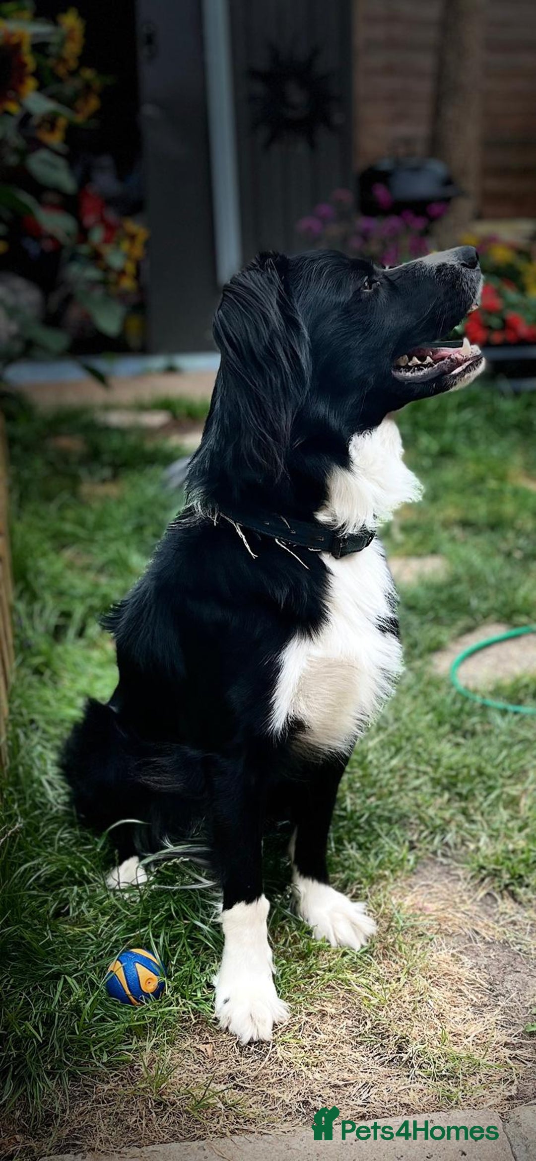 Mixed Breed dogs for sale: Dogs rehoming - Advert 1