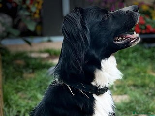 Mixed Breed dogs Dogs rehoming - Advert 1